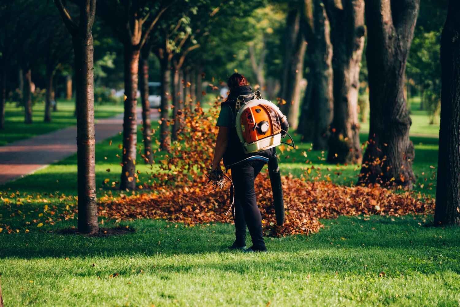 The Steps Involved in Our Tree Care Process in Mountain Village, CO